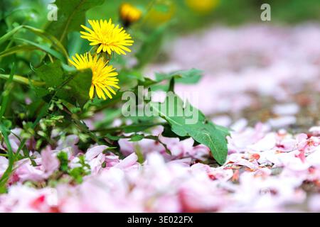Primo piano di fiori di dente di leone giallo che crescono tra foglie verdi su un terreno coperto da petali di fiori di ciliegio rosa. Profondità di campo ridotta Foto Stock