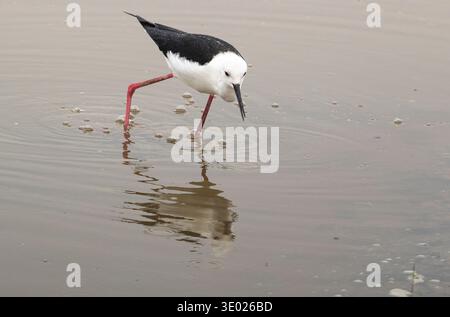 shorebird bianco e nero con lunghe zampe rosse che si tuffano in acque poco profonde e fangose, testa in basso che afferra la superficie, riflessa nell'acqua increspata Foto Stock