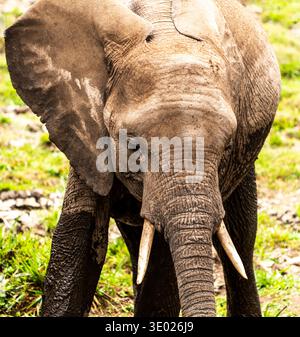 Ritratto ravvicinato di un vitello elefante africano in piedi su un terreno erboso, che mostra pelle e zanne testurizzate, luce naturale Foto Stock