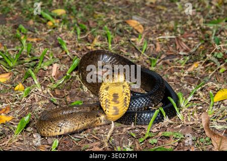 Un cobra bruno mortale ma timido (Naja subfulva) che mostra il suo caratteristico cappuccio in posizione difensiva su un terreno boschivo, Un serpente velenoso mortale Foto Stock