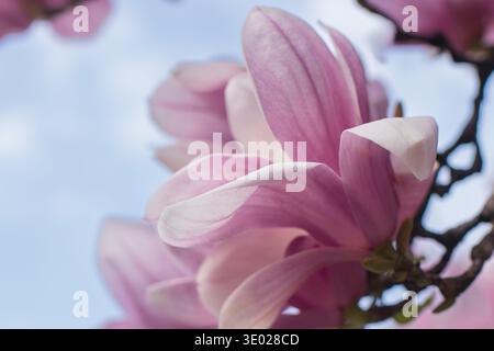 Primo piano del fiore di magnolia rosa contro il cielo azzurro nella soleggiata giornata primaverile Foto Stock