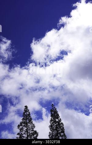 Due alberi sotto un cielo pieno di nuvole soffici su uno sfondo blu profondo, Pinus canariensis, il pino delle Canarie, nel Parco Nazionale del Teide, Par Foto Stock