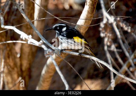 Il New Holland Honeyeater è arroccato con grazia, un sorprendente piumaggio bianco e nero con vivaci riflessi gialli Foto Stock