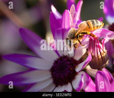 Un macro primo piano di un'ape di miele che raccoglie nettare da un vivace fiore rosa e bianco. La luce calda del sole rivela i dettagli delle ali, il polline-covere Foto Stock