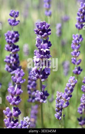 Lavanda inglese che cresce da vicino. Lavandula angustifolia 'Hidcote' arbusto nano sempreverde con foglie grigie strette e fiori aromatici di violetta profonda. Foto Stock