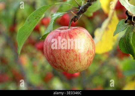 Apple Katy sul ramo d'albero alla maturità. Malus domestica Katy. Chiamato anche Katja. Prima stagione, vigorosa, con crostini pesanti, mela da dessert Foto Stock