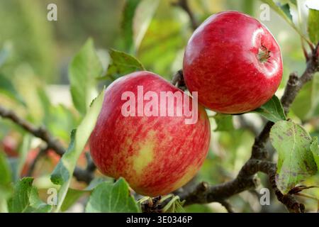 Mela rossa sul ramo dell'albero. Malus domestica "Red Falstaff", mela da dessert a base di croccante. REGNO UNITO Foto Stock