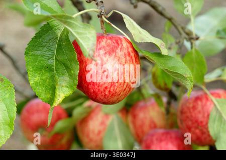 Apple Katy sul ramo d'albero alla maturità. Malus domestica Katy. Chiamato anche Katja. Prima stagione, vigorosa, con crostini pesanti, mela da dessert Foto Stock