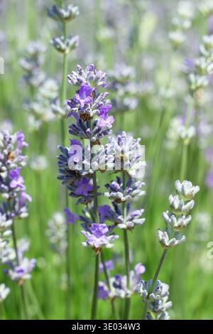 Lavanda inglese. Lavandula angustifolia "Cedar Blue" con punte di piccoli fiori viola pallido fortemente profumati su steli verdi grigi. REGNO UNITO Foto Stock