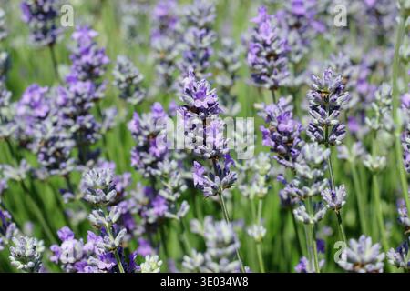 Lavanda inglese. Lavandula angustifolia "Cedar Blue" con punte di piccoli fiori viola pallido fortemente profumati su steli verdi grigi. REGNO UNITO Foto Stock