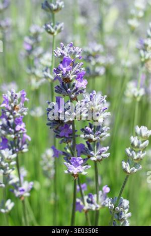 Lavanda inglese. Lavandula angustifolia "Cedar Blue" con punte di piccoli fiori viola pallido fortemente profumati su steli verdi grigi. REGNO UNITO Foto Stock