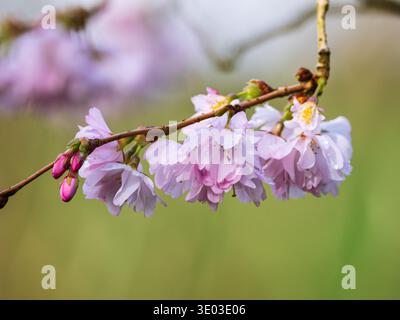 Fiori primaverili rosa pallido sui rami della ciliegia in fiore decidua, Prunus 'Accolade' Foto Stock