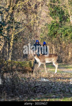 Dama di cervo in piedi sul sentiero della foresta osservando gli escursionisti che si avvicinano nel bosco. Incontro con la fauna selvatica che mostra la coesistenza tra umani e wil Foto Stock