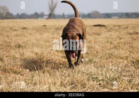 Il cane pugile strisciante cammina verso la macchina fotografica attraverso il prato asciutto con la lingua fuori nelle giornate di sole Foto Stock