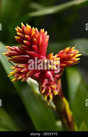 Primo piano delle piante in fiore di Guzmania rubrolutea, giardino botanico di Troja a Praga, Repubblica Ceca. Foto Stock