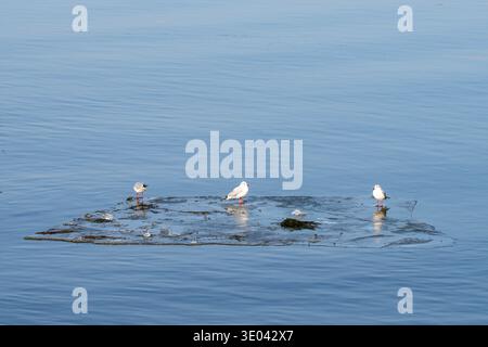 Tre gabbiani che riposano su un pezzo di ghiaccio galleggiante in calme acque blu invernali, pacifica scena della fauna costiera. Foto Stock