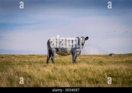 Paesaggio della brughiera di Dartmoor Cow nel Dartmoor National Park, Devon, Inghilterra sud-occidentale. Foto Stock