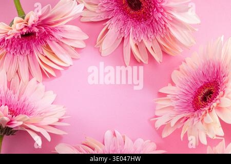 Fiori di gerbera rosa disposti come cornice su sfondo rosa. Vista dall'alto. Foto Stock