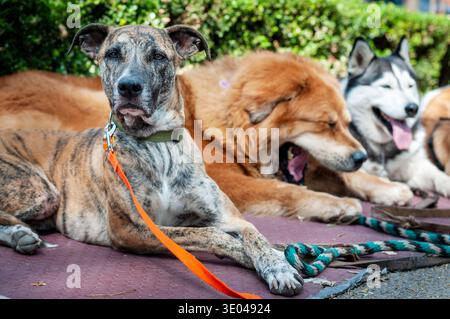 Gruppo di cani domestici che riposano insieme all'aperto nel parco. Incluso uno sbadiglio per cani Husky e Golden Foto Stock