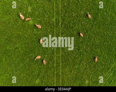 Fotografia aerea di un drone che guarda direttamente in basso verso una piccola mandria di mucche che pascolano in un campo di pascolo verde nella campagna rurale. Foto Stock