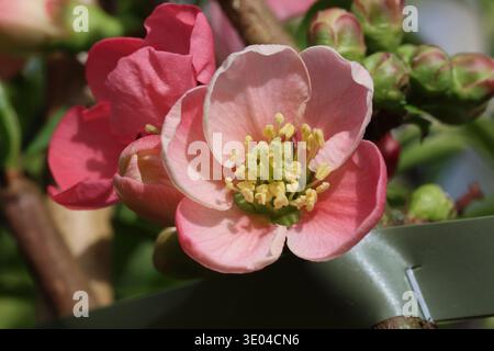 Chaenomeles x superba "Pink Lady". Primo piano di un fiore di cotogna ornamentale giapponese in fiore rosa. Foto Stock