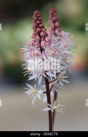Tiarella 'Spring Symphony'. Primo piano di delicati picchi bianchi, crema e rosa di piccoli fiori di schiuma stellata. Foto Stock
