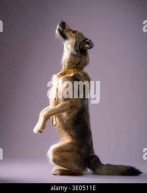 Il cane è bilanciato in posizione verticale con le zampe anteriori sollevate e la testa inclinata verso l'alto. La sua postura è giocosa e vigile. Foto Stock