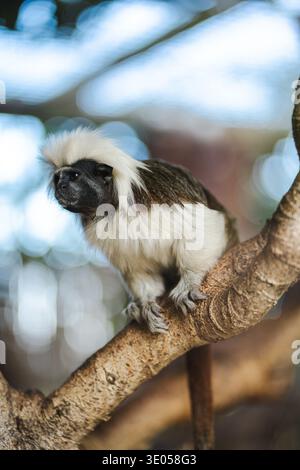 Primo piano di una scimmia tamarin con cima di cotone seduta su un ramo d'albero in un lussureggiante ambiente forestale, ideale per la fauna selvatica, la natura e contenuti a tema di conservazione. Foto Stock
