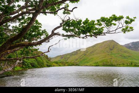 I rami di quercia sessile fanno da cornice al Pollacappul Lough e al Benbaun nel Twelve Bens. Kylemore Abbey estate, Kylemore, Connemara, Contea di Galway, Irlanda Foto Stock