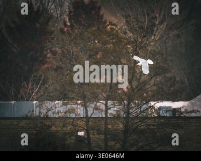 Un gabbiano bianco solitario con ali dalla punta nera vola attraverso alberi scuri vicino a un muro di mattoni in una giornata nuvolosa Foto Stock