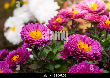 Una vista ravvicinata mostra gli intricati strati di petali su diversi fiori di crisantemo rosa, i loro centri gialli catturano la luce Foto Stock