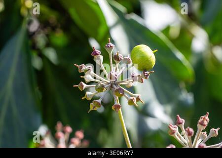 Pianta verde Irish ivy, nome latino Hedera hibernica Foto Stock