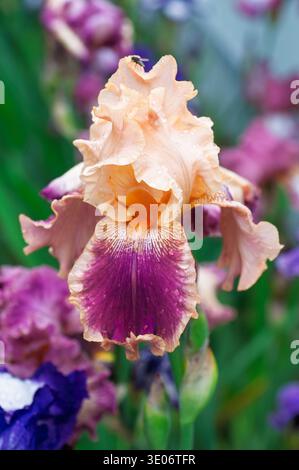 Uno splendido Iris barbuto mostra i suoi intricati petali in sfumature di pesca e viola intenso, brillanti con goccioline d'acqua dolce dopo una doccia di primavera Foto Stock