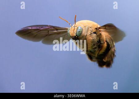 Ape carpentiere dalle guance bianche (Xylocopa aestuans) in volo che mostra i dettagli del suo corpo, delle ali e degli occhi composti Foto Stock