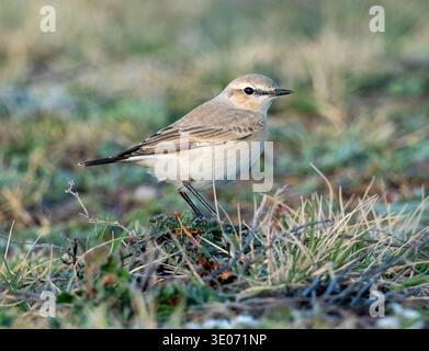 Maschio Isabelline Wheatear (enanthe isabellina) Paphos, Cipro Foto Stock