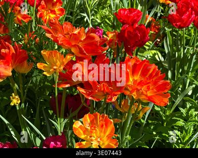 Un mazzo di fiori arancioni e rossi si trovano in un giardino. I fiori sono in piena fioritura e molto colorati Foto Stock