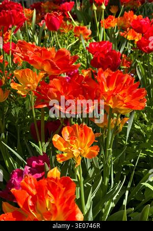 Un mazzo di fiori arancioni e rossi si trovano in un giardino. I fiori sono in piena fioritura e molto colorati Foto Stock