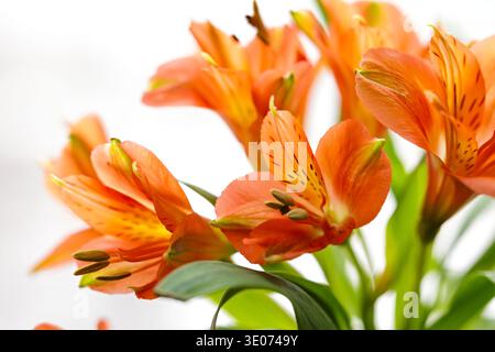 Morbido primo piano di fiori di alstroemeria arancione e foglie verdi isolate sul bianco, ideale per temi floreali, design stagionale e sfondi naturali. Foto Stock