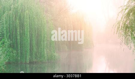 La luce dorata soffusa illumina un paesaggio sereno con salici verdi e lussureggianti che piangono lungo un fiume calmo avvolto da una delicata nebbia mattutina Foto Stock