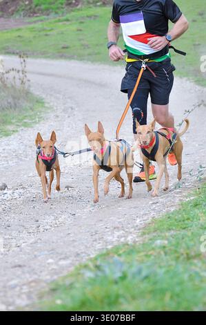 Tre cani e un uomo che partecipano a una corsa di canicross Foto Stock