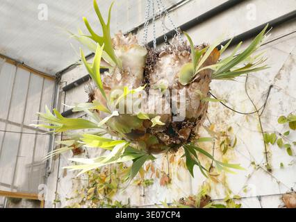 Grande felce di Staghorn appesa alla vetreria del Parco di Villa Rocca. Maestoso Platycerium bifurcatum caratterizzato da ampie fronde fertili e marroni Foto Stock