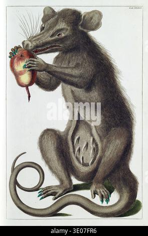 Questa dettagliata illustrazione botanica e zoologica di Albertus Seba, risalente al 1730, raffigura un opossum (Didelphimorphia) che tiene e mangia un frutto. L'opera d'arte è caratterizzata dalla sua accuratezza scientifica abbinata a una fioritura artistica, che mostra le caratteristiche distintive della creatura e la custodia riproduttiva con i giovani. Questa immagine proviene dal suo monumentale "Thesaurus" o "Locupletissimi Rerum Naturalium thesauri". Foto Stock