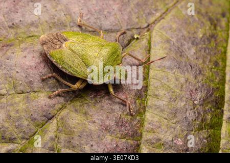 Green Shieldbug, o Shield Bug, Palomena prasina, Monmouthshire, febbraio Foto Stock