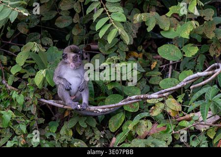 Giovane macaco dalla coda lunga (Macaca fascicularis) seduto su un ramo nella foresta pluviale lungo il fiume Kinabatangan, Sabah, Borneo, Malesia. Foto Stock