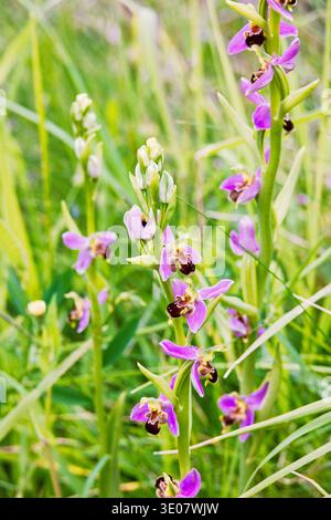 Primo piano ai fiori di orchidea di api in fiore su un prato Foto Stock