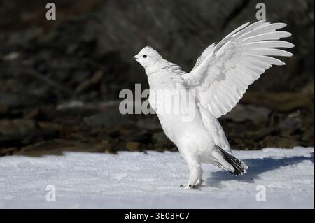 Ptarmigan di roccia maschile (Lagopus muta, Lagopus mutus) inizia a volare in bianco piumaggio invernale sulla neve nella gelata delle Alpi italiane Foto Stock