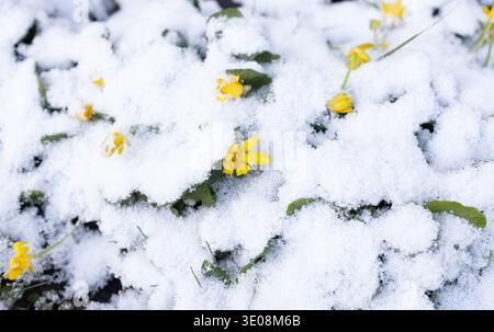 I piccoli fiori gialli guardano fuori da sotto la neve dopo un'inaspettata nevicata primaverile. Il risveglio della natura nella stagione primaverile. Andana sostituibile Foto Stock