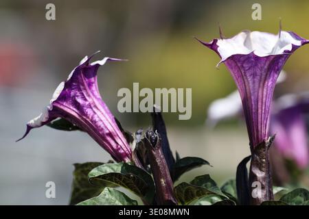 due fiori bianchi e viola, gemme di profilo in un luminoso sole estivo (macro, primo piano) Foto Stock