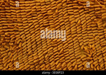 Fondo in microfibra giallo senape morbida per interni dal design accogliente, concetti di stile di vita tattile e marchi di prodotti per la pulizia. Foto Stock