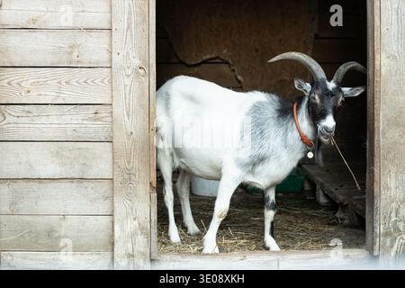 Una capra domestica con colletto in pelle e cartellino si trova all'interno di una porta rustica circondata da fieno Foto Stock